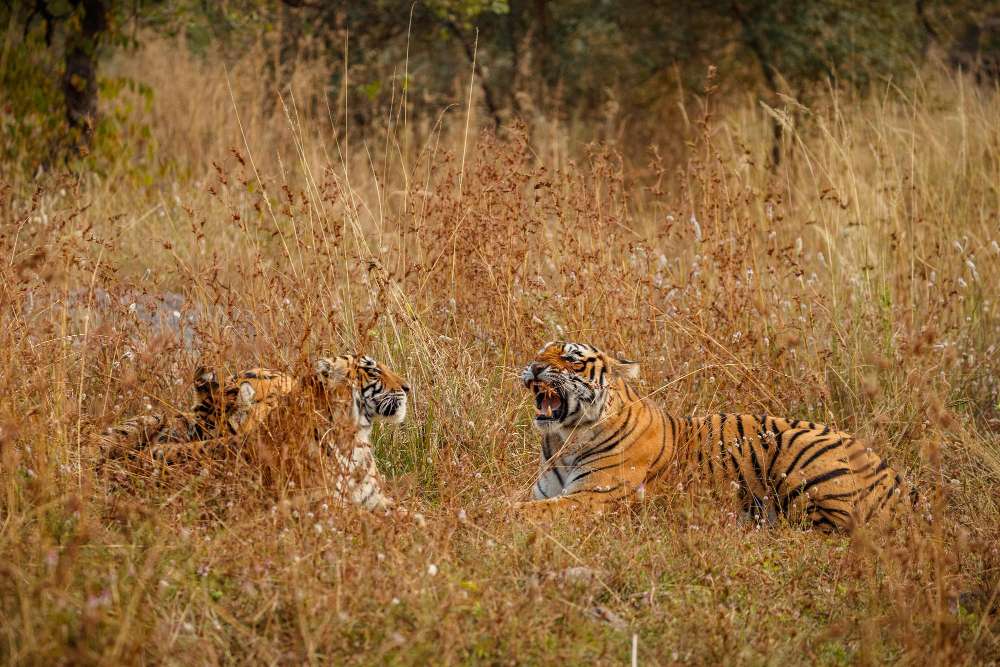 Top 5 Weekend Destinations Near Delhi for Nature Lovers 1 Delhi