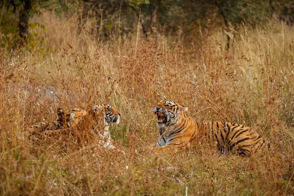 Top 5 Weekend Destinations Near Delhi for Nature Lovers 1 Delhi