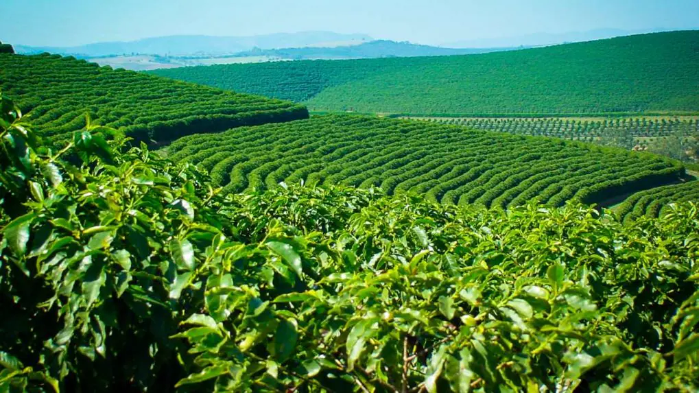 Top 7 Best Budget-friendly road trip destinations in India 5 Coorg karnataka coffee estates