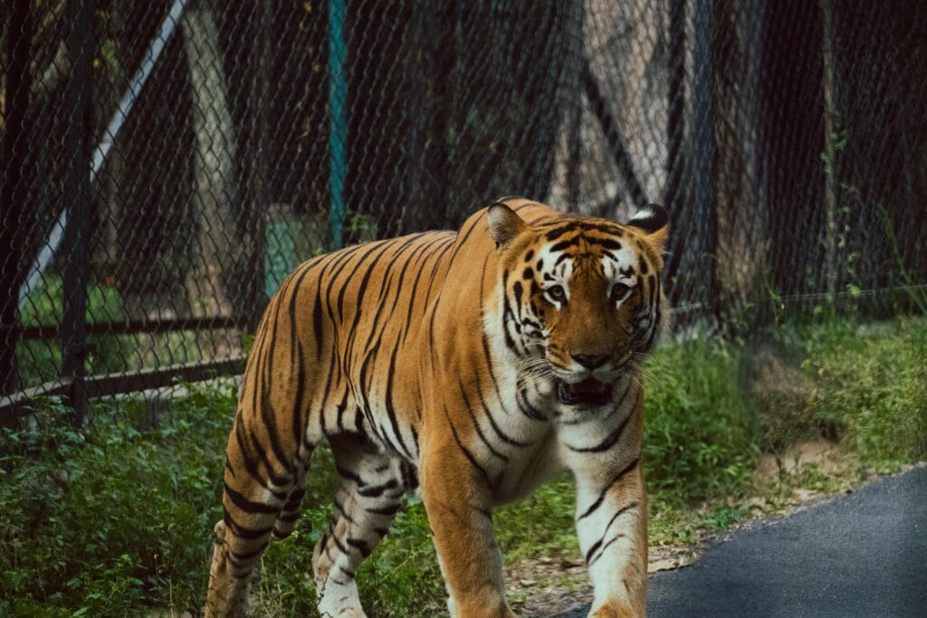 Hidden Gems of the Aravalli Hills: The Perfect Weekend Getaways from Delhi 2 pexels suhashanjar 31098208 min