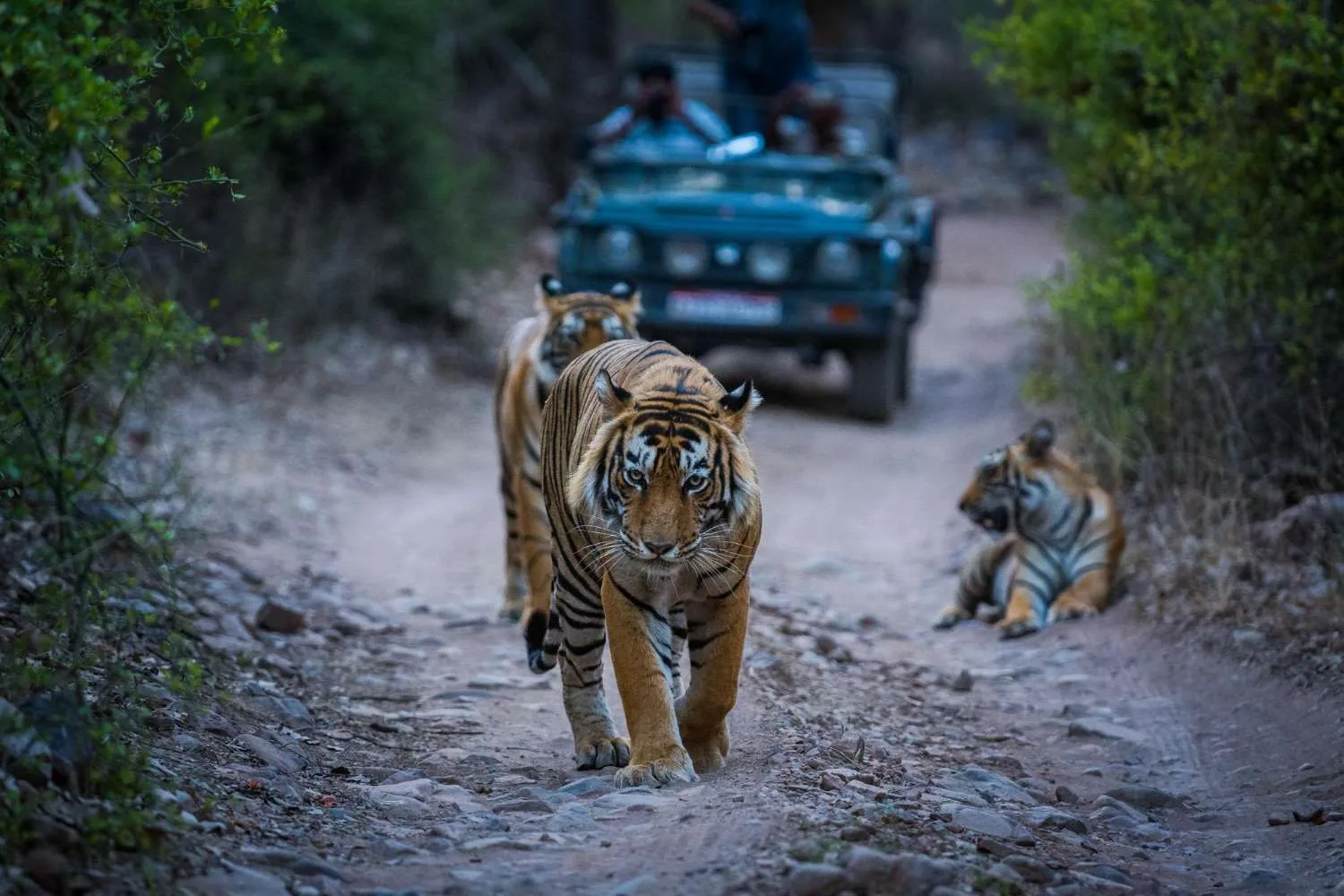 Top 10 Wildlife Safari Destinations for an Unforgettable Adventure 4 Ranthambore National Park, India