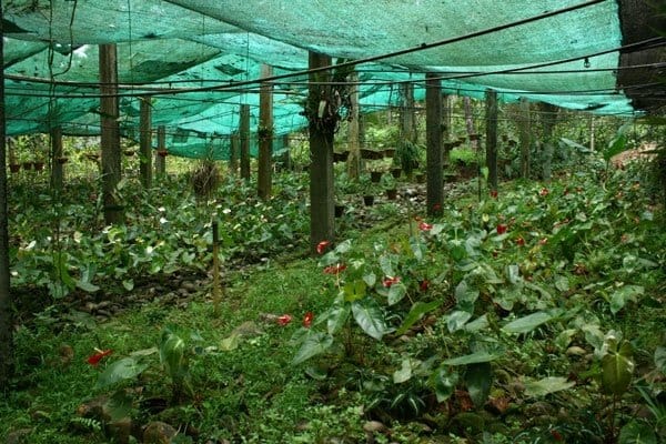 Romantic Getaways: 10 Best Places for Couples in Goa 2025 7 Spice Plantation Tour min