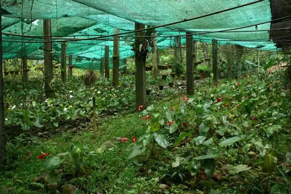 Spice Plantation Tour min