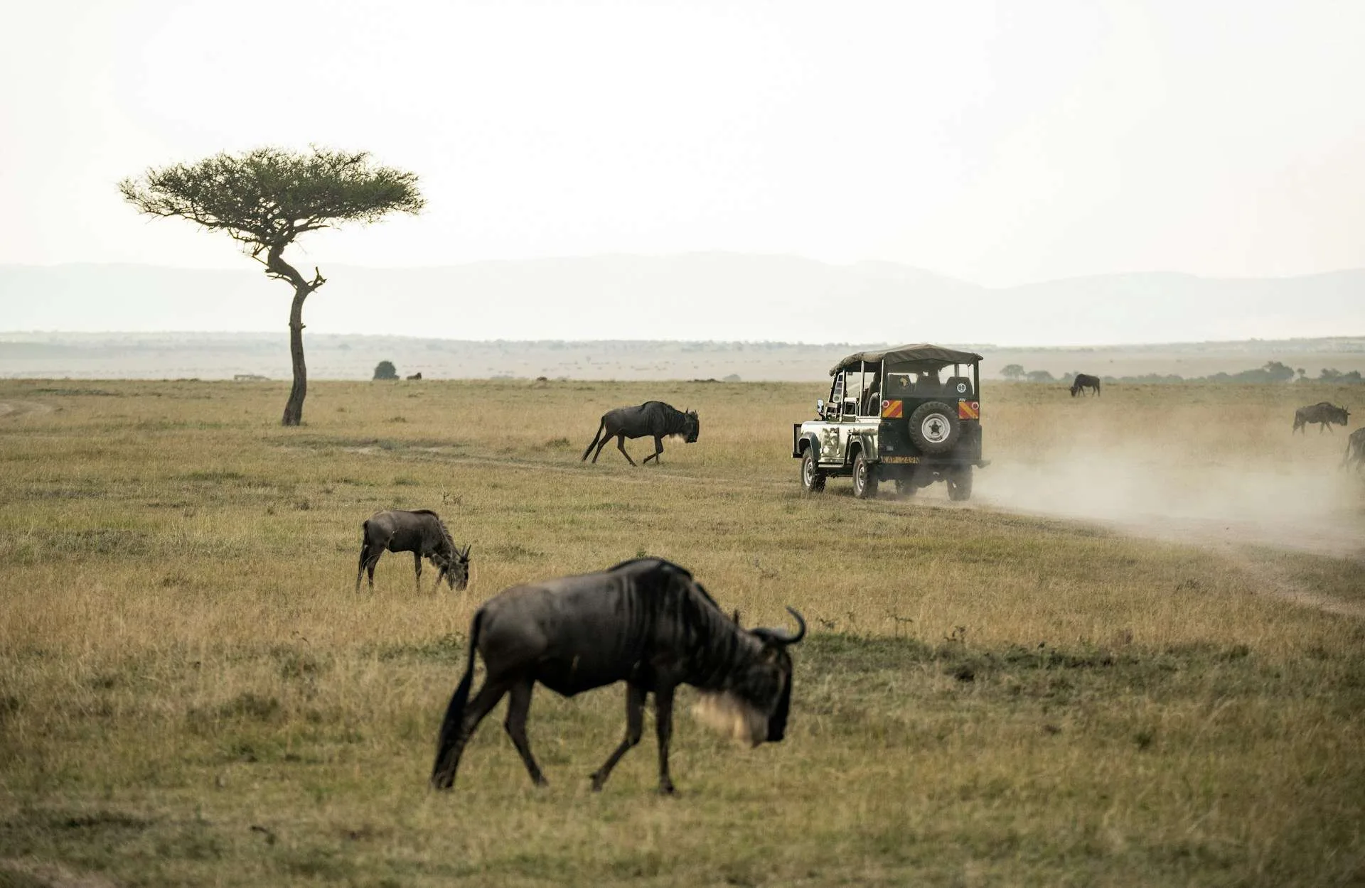Top 10 Wildlife Safari Destinations for an Unforgettable Adventure 2 Maasai Mara National Reserve, Kenya