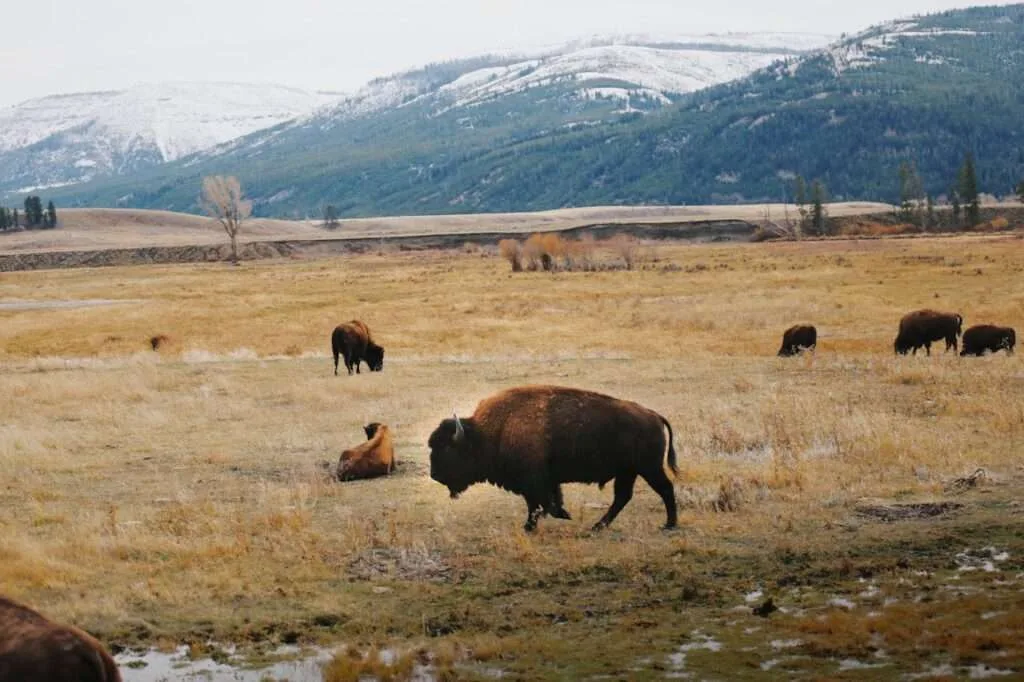 Top 10 Wildlife Safari Destinations for an Unforgettable Adventure 5 Yellowstone National Park, USA