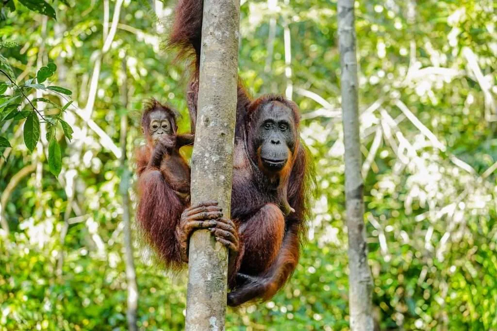 Top 10 Wildlife Safari Destinations for an Unforgettable Adventure 7 Borneo Rainforest