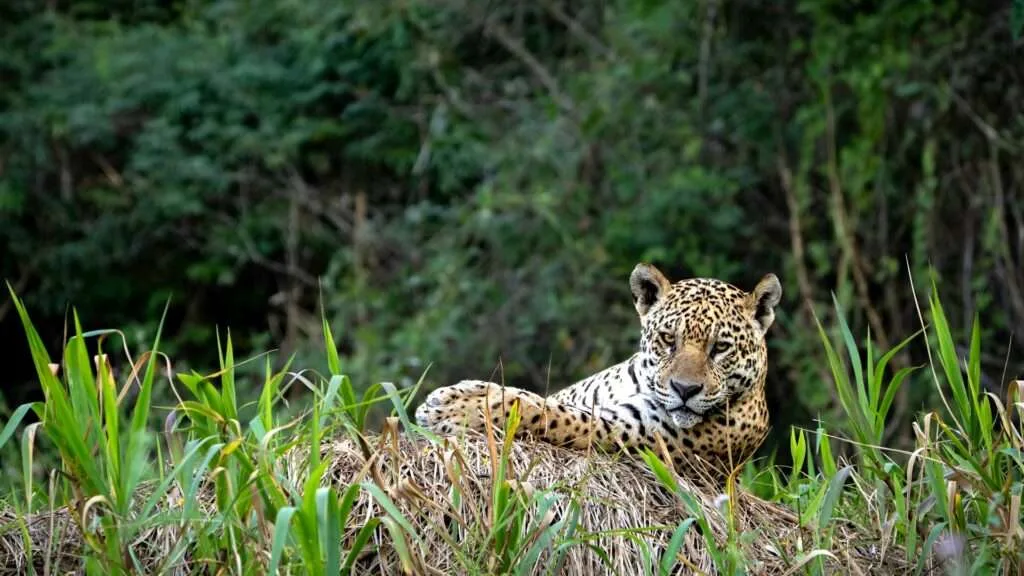 Top 10 Wildlife Safari Destinations for an Unforgettable Adventure 9 Pantanal, Brazil