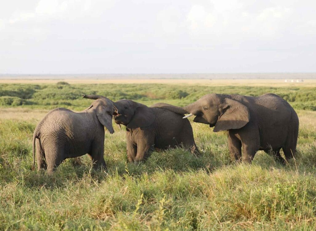 Top Adventure Activities in Thailand for Thrill Seekers 2 Adventure Activities in Thailand