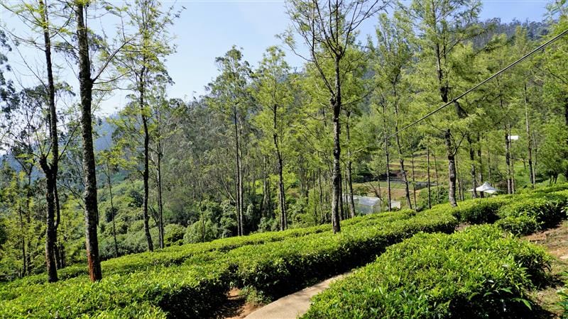 Ooty 2025: Why This Misty Hill Town Is the Ultimate Escape This Year 1 beautiful tea garden tea estates from ooty lush greenery landscape photograph nilgiri