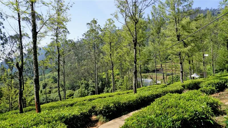 Ooty 2025: Why This Misty Hill Town Is the Ultimate Escape This Year 1 beautiful tea garden tea estates from ooty lush greenery landscape photograph nilgiri