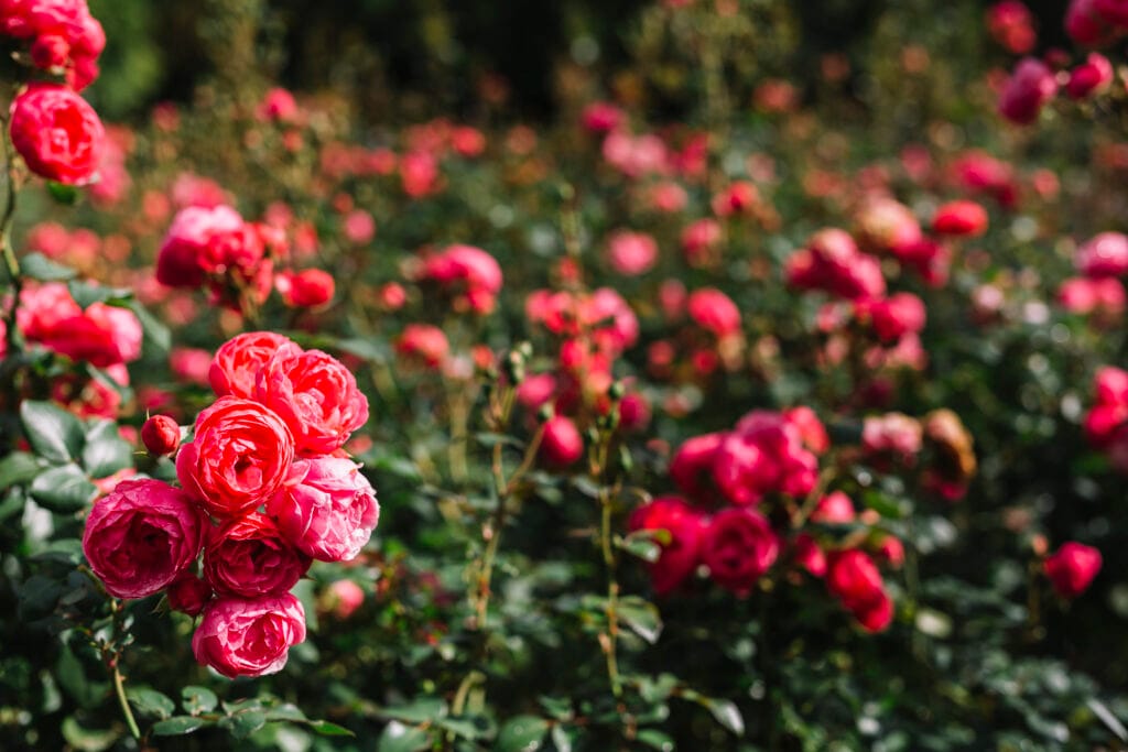 Ooty 2025: Why This Misty Hill Town Is the Ultimate Escape This Year 2 bunch fresh pink peony growing garden