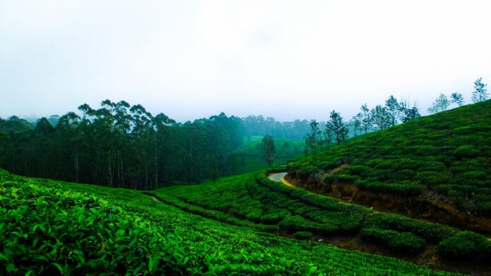 ooty