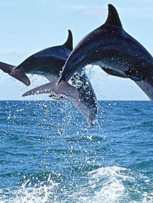 Top 5 Offbeat Water Sports Destinations in India