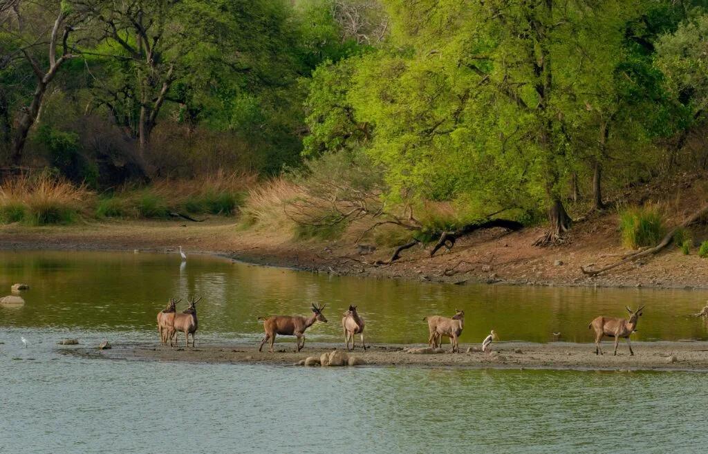Top 10 Best Places to Visit in Meghalaya: A complete Guide 9 herd wild deer middle lake surrounded by greenery