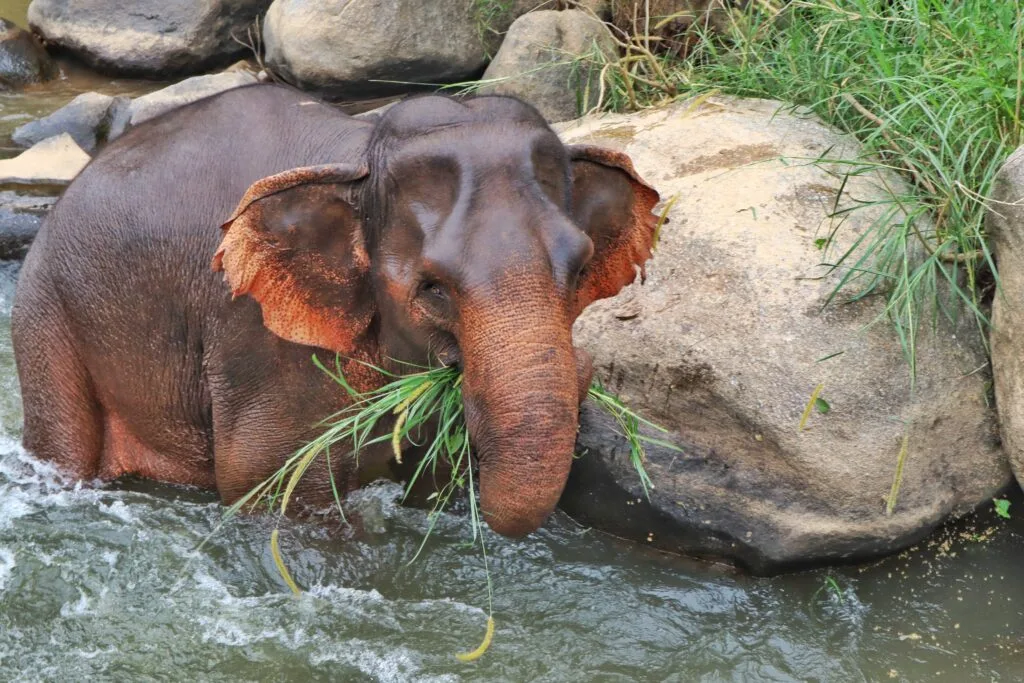 Top 10 Best Places to Visit in Meghalaya: A complete Guide 1 high angle view elephant water