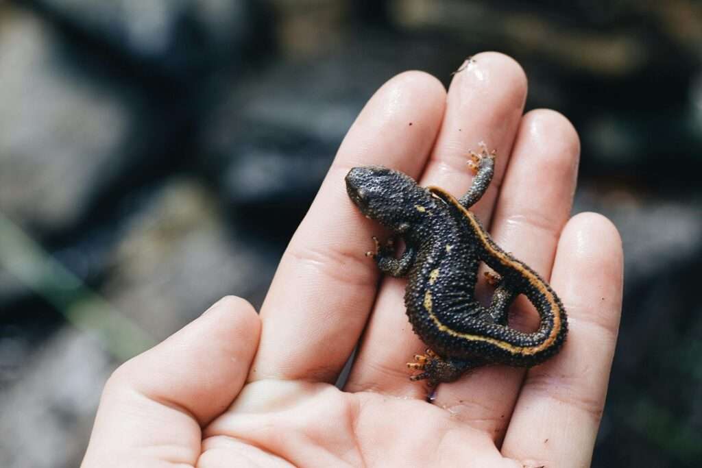 Crater Lake National Park: Closing to Swimmers and Boat Tours for 2 Years 2 Mazama Newt