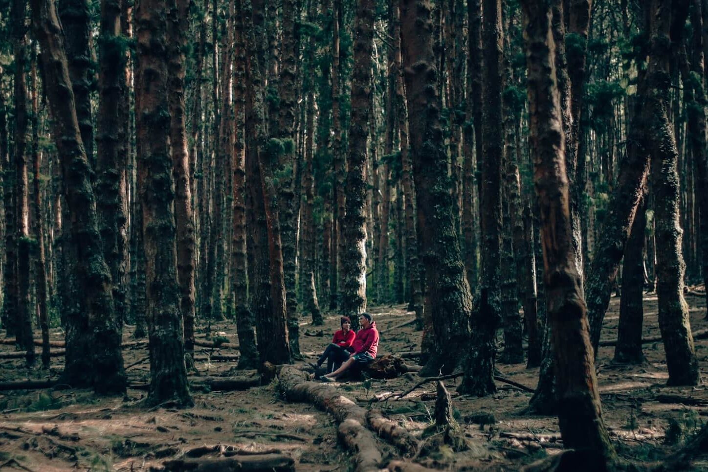 Things to Do in Kodaikanal: The Ultimate Travel Guide 3 Pine Forest Things to Do in Kodaikanal