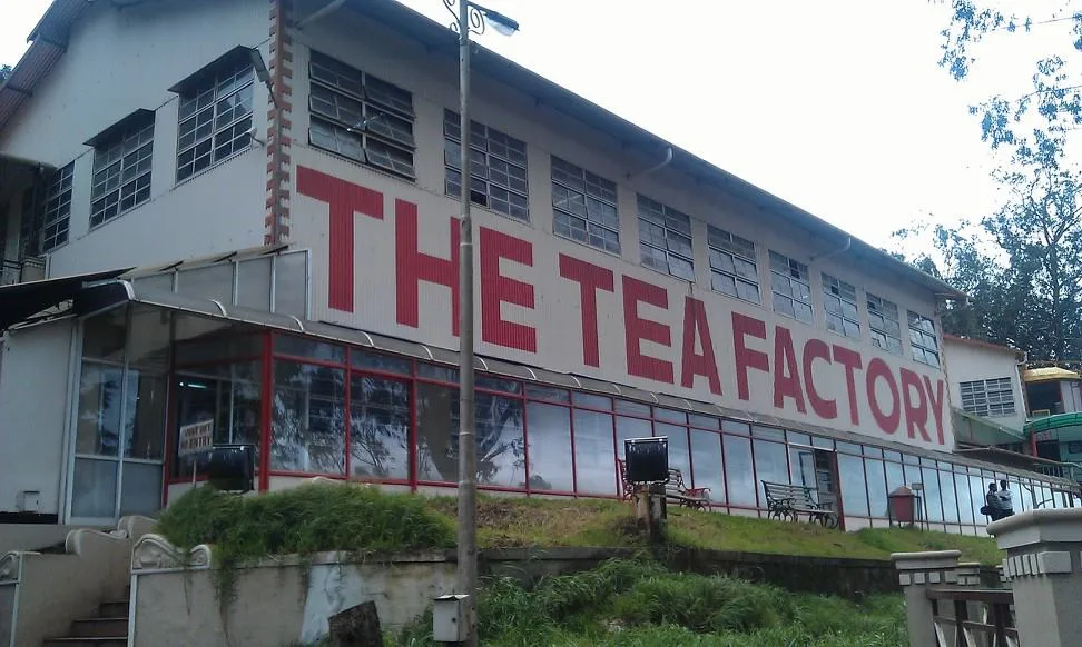Ooty 2025: Why This Misty Hill Town Is the Ultimate Escape This Year 4 tea factory featured
