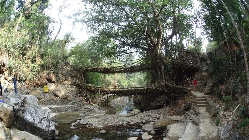 Top 10 Best Places to Visit in Meghalaya: A complete Guide 2 trees forest against sky