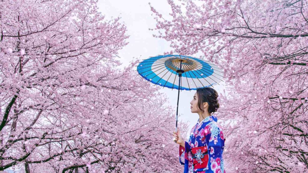 Cherry Blossoms in India: A Traveler’s Guide to Nature’s Hidden Sakura Moments 4 Cherry