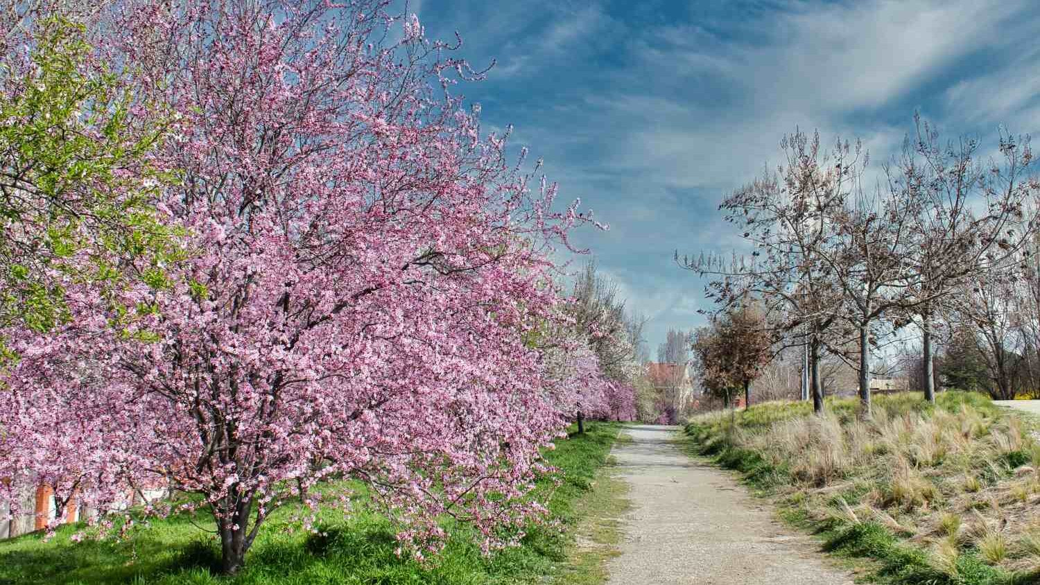 Cherry Blossoms in India: A Traveler’s Guide to Nature’s Hidden Sakura Moments 1 Cherry