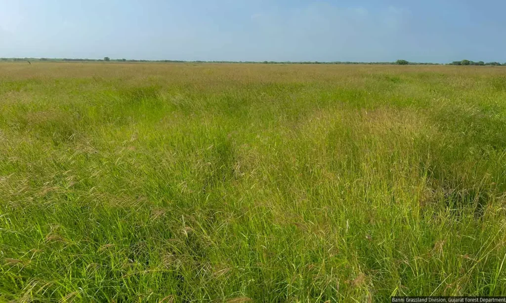 10 Surreal Places in India That Feel Out of This World 6 Banni Grasslands Gujarat