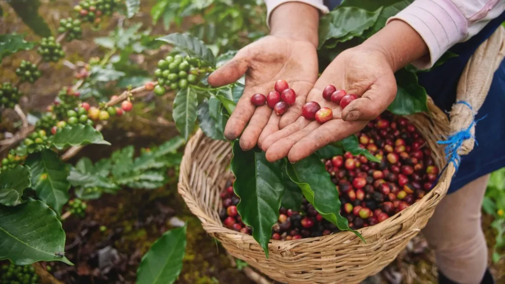 Top 8 Best Places to Visit in Chikmagalur, Karnataka 4 Coffee Plantations