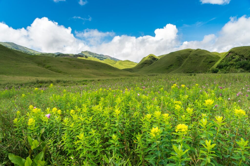 10 Surreal Places in India That Feel Out of This World 2 Dzukou lilies min