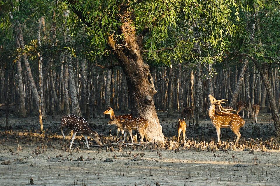 Top 15 Weekend Getaways from Kolkata 3 Sundarban min
