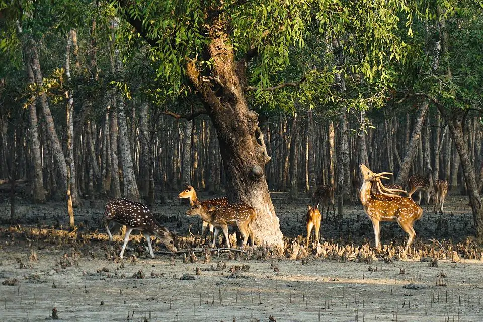 Top 15 Weekend Getaways from Kolkata 3 Sundarban min