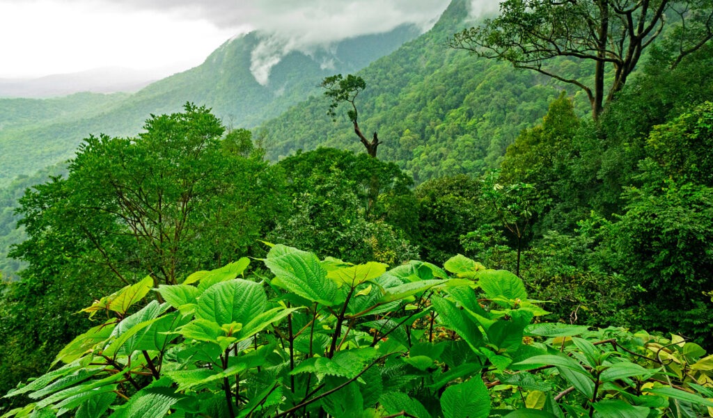 Top 10 Places to Visit in Monsoon in India 9 agumbe habitat dhritiman mukherjee e3de5o min