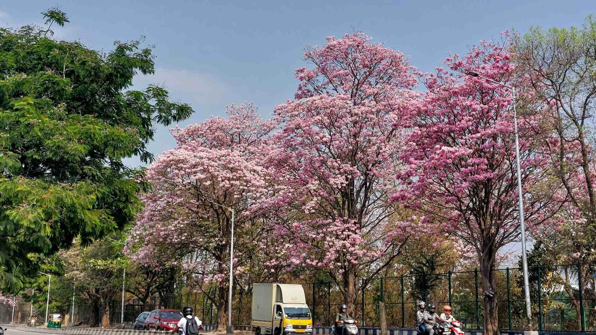 Cherry Blossoms in India: A Traveler’s Guide to Nature’s Hidden Sakura Moments 2 Cherry