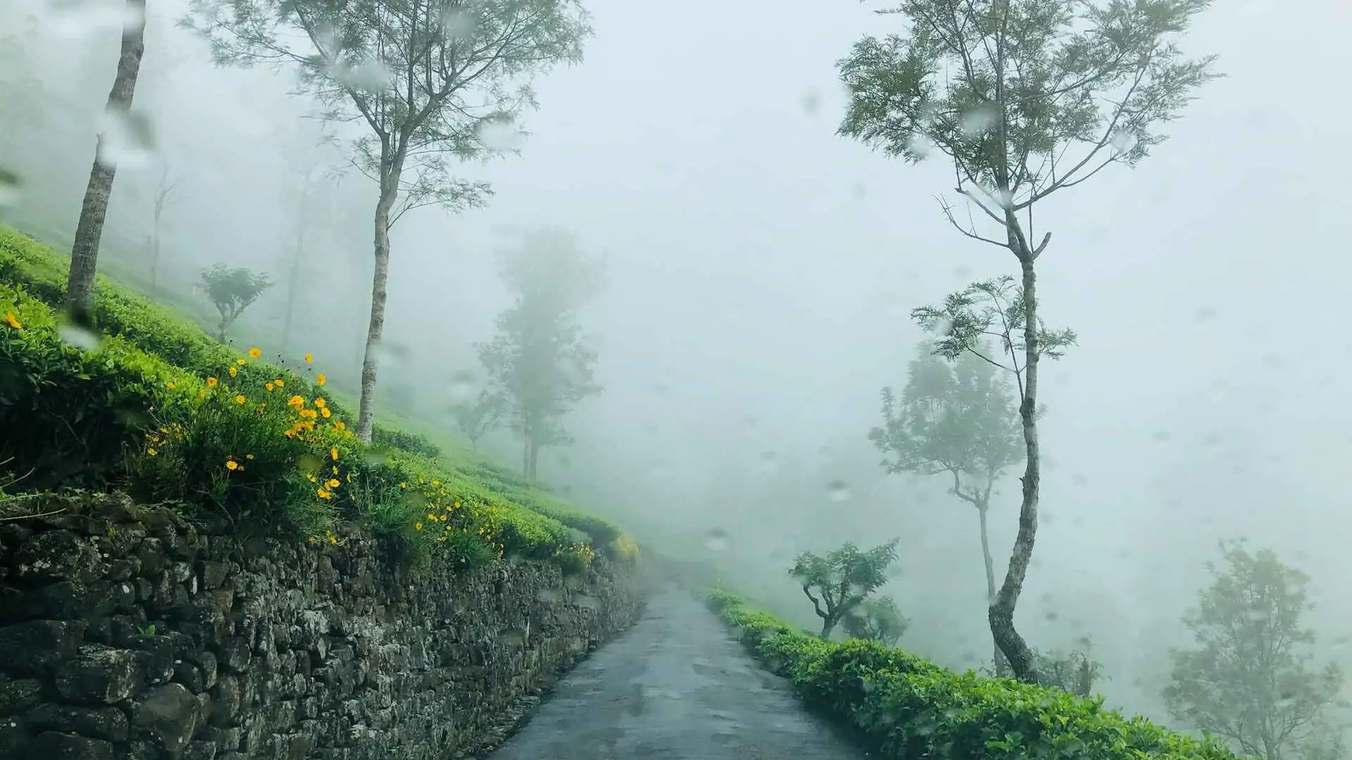 Top Places to Visit in India in June 2025 – Hill Stations, Beaches & More 3 kelum chathuranga vNbvcJFzxd0 unsplash 11zon edited