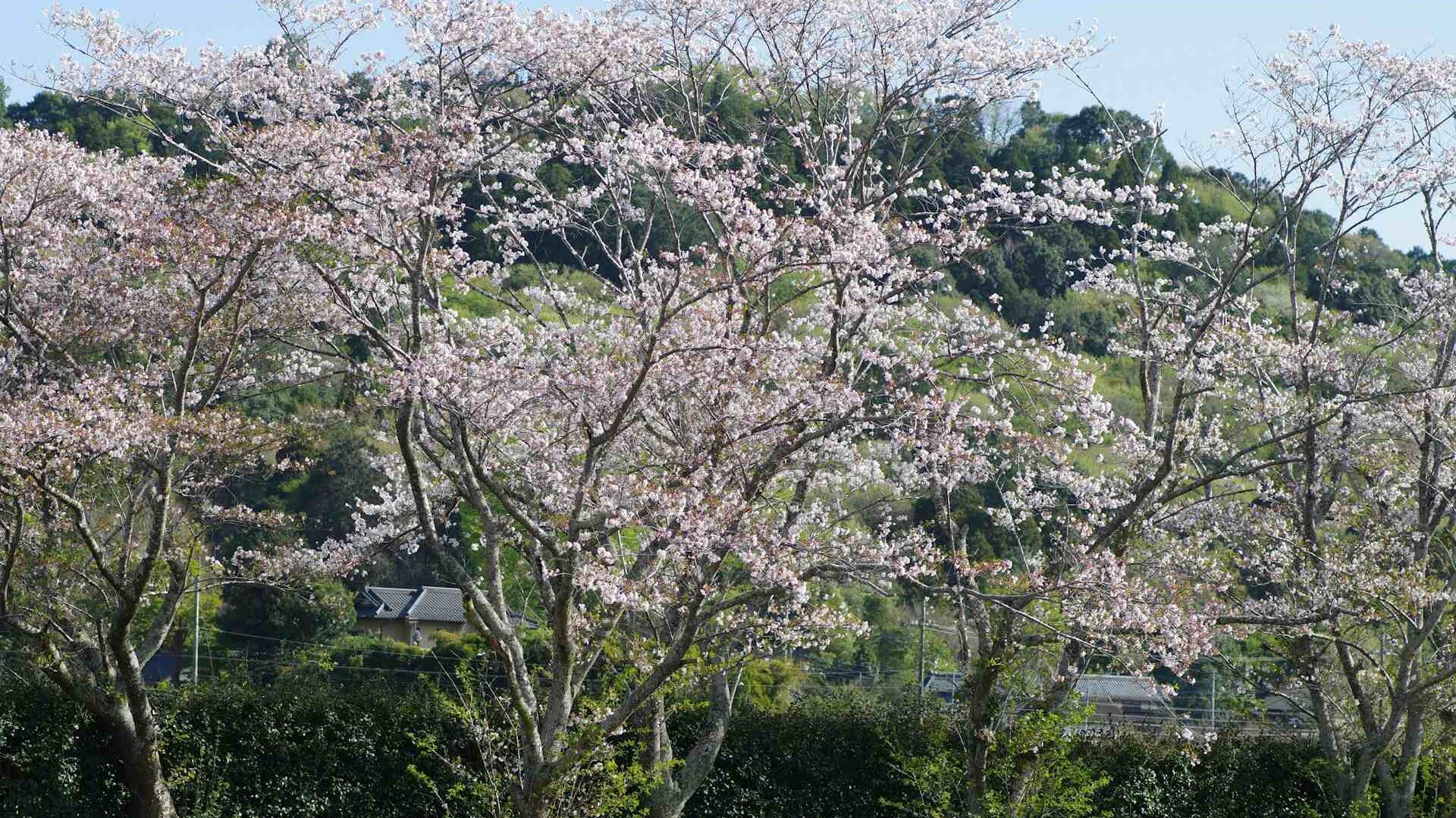 Cherry Blossoms in India: A Traveler’s Guide to Nature’s Hidden Sakura Moments 3 Cherry