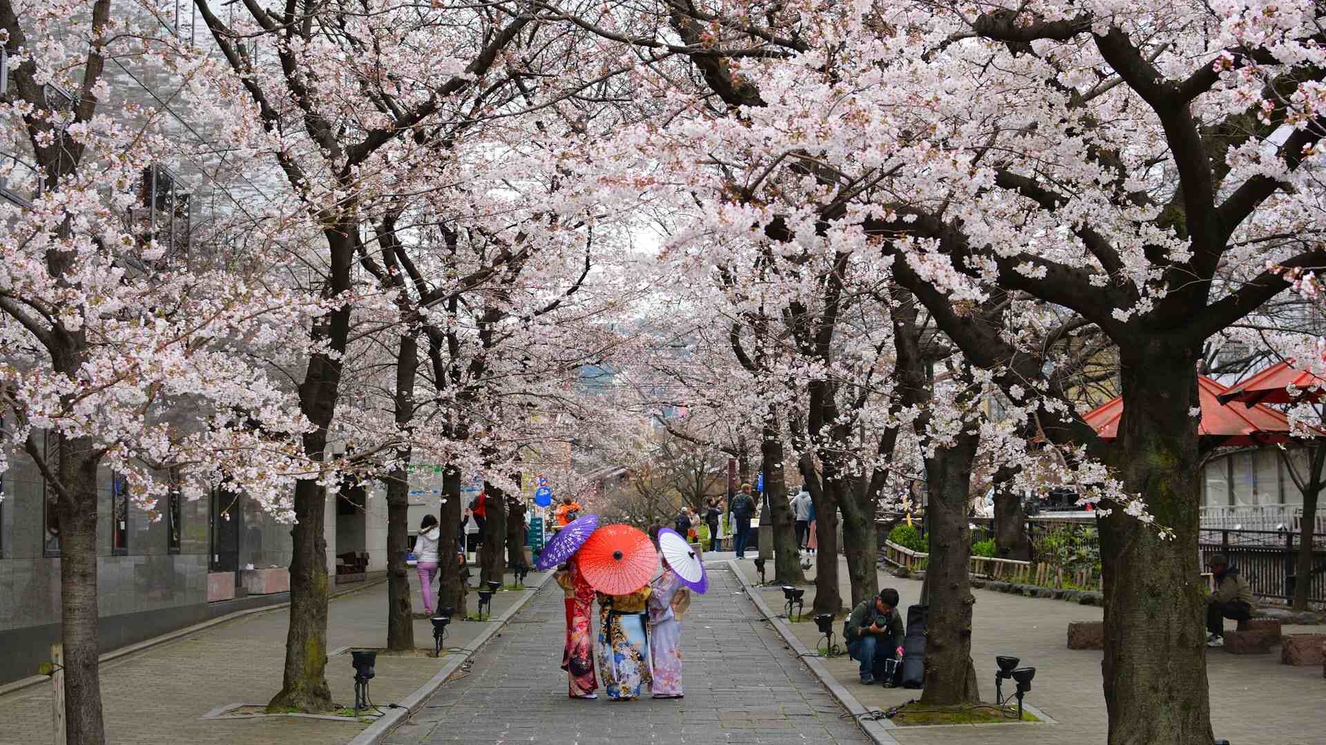 Cherry Blossoms in India: A Traveler’s Guide to Nature’s Hidden Sakura Moments 5 Cherry