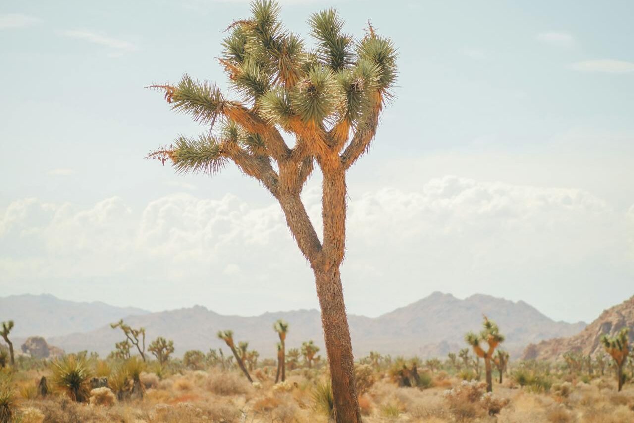 Top 10 Famous Deserts In The World You Must Explore 7 Mojave Desert