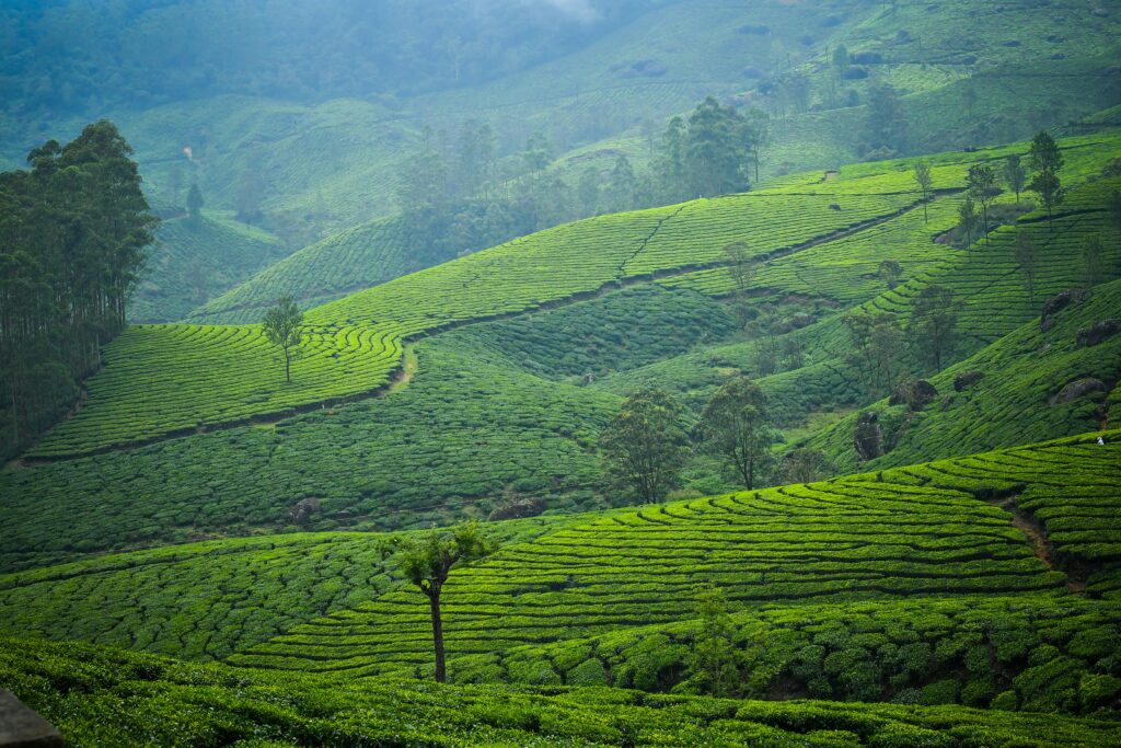 Top 10 Places to Visit in Monsoon in India 1 pexels wink photography 1755044408 29280001 min