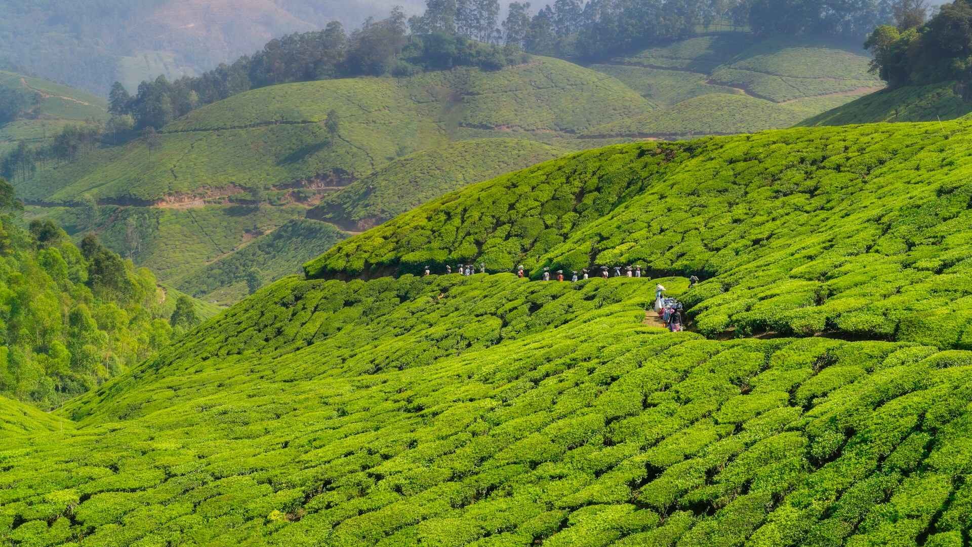Best Family Vacation Spots in Kerala for Summer 2025 1 rohit dey zoxqwWXy EE unsplash 11zon edited