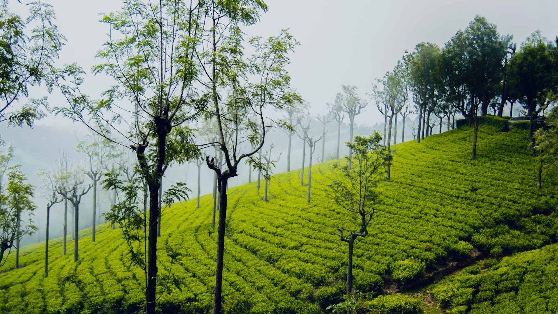 Family-Friendly Summer Getaways in India for June School Holidays 1 sahal fidhu sajeeb y1Gr A Fmrc unsplash 1 11zon edited
