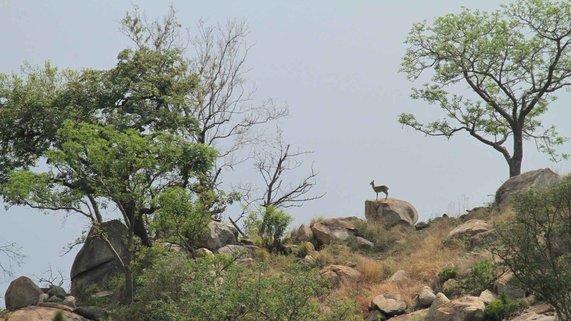 Top Wildlife Parks in India Open in June & July for Safari Adventures 4 mitch mitchell qtlBIkh0dRY unsplash 11zon edited