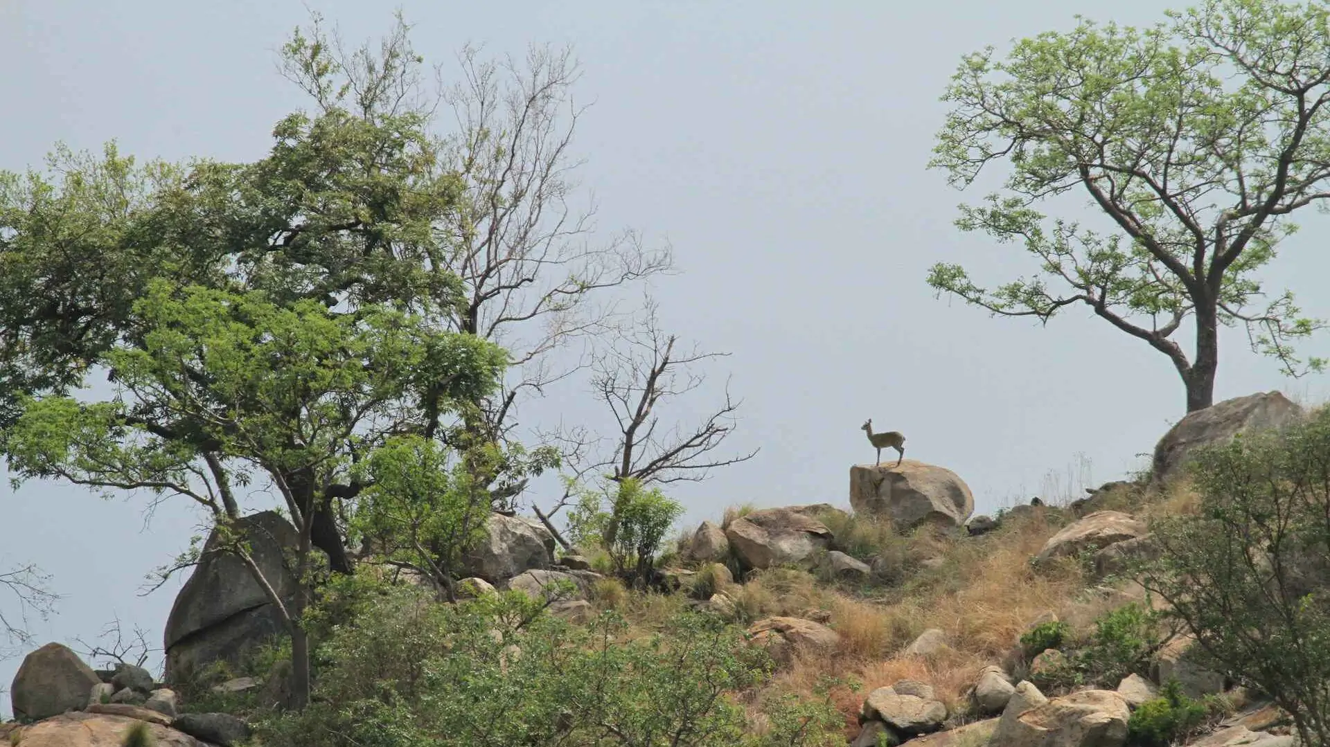 Top Wildlife Parks in India Open in June & July for Safari Adventures 4 mitch mitchell qtlBIkh0dRY unsplash 11zon edited