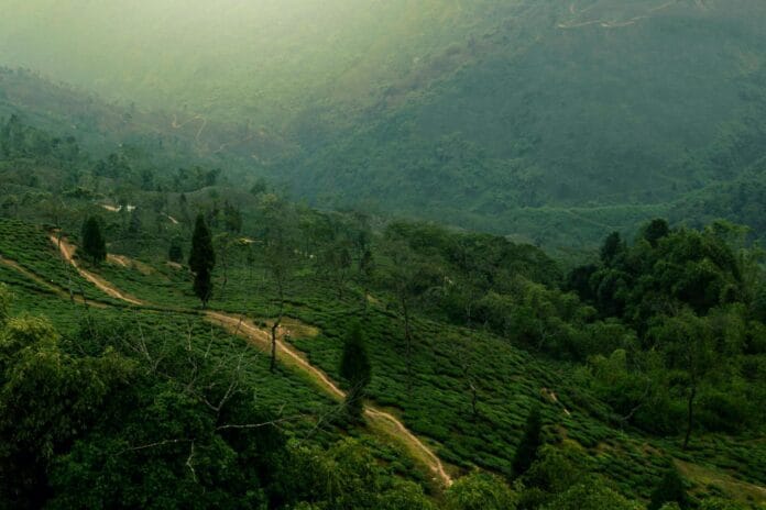 pexels-pkddapacific-103875-min Best Time to Visit Darjeeling for Clear Views & Tea Tours