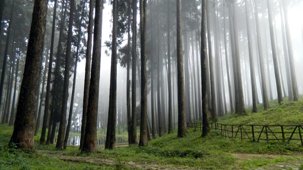 Best Time to Visit Darjeeling: A Complete Travel Guide 1 pexels soumenmaity 634754 min