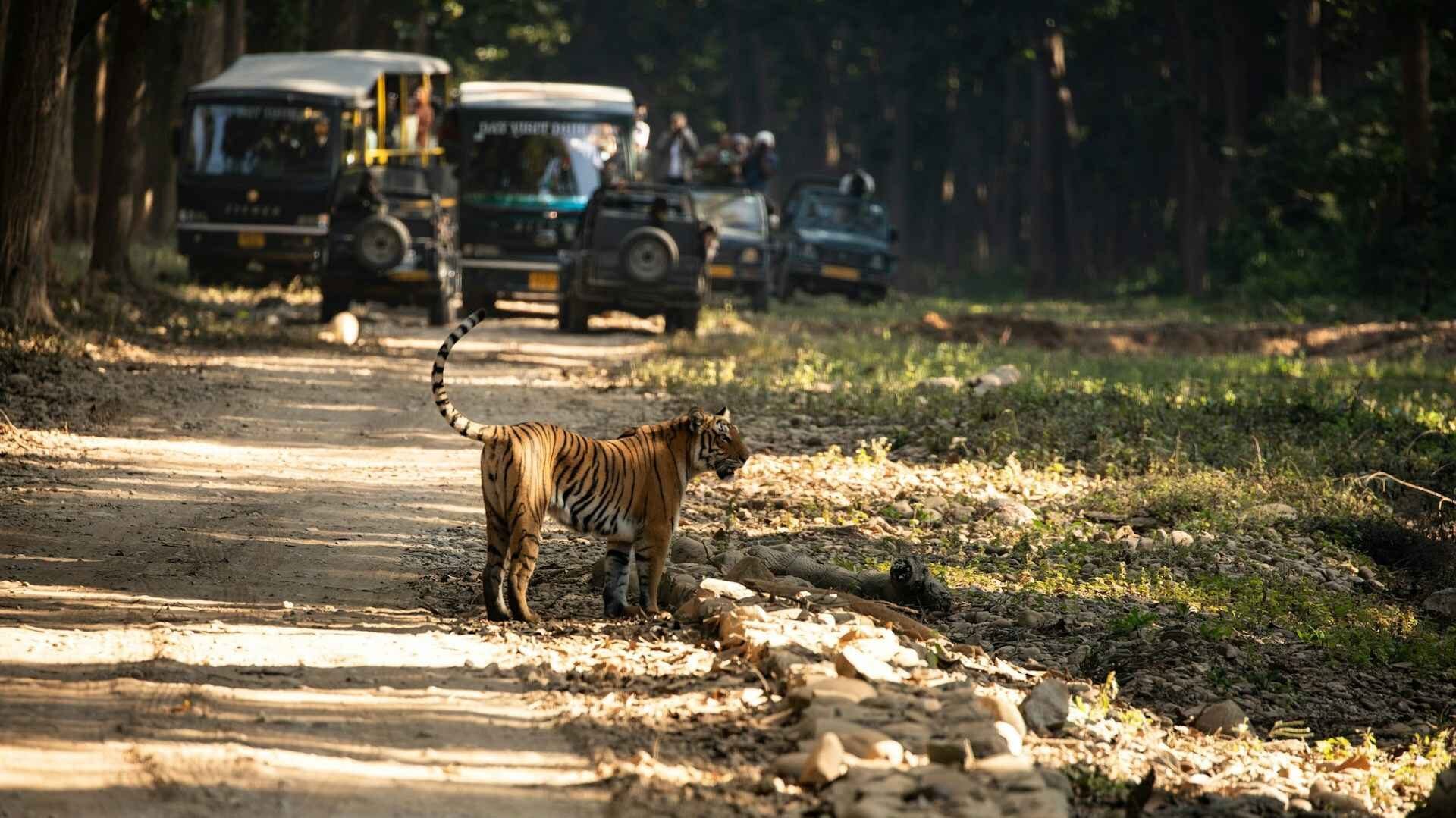 Top Wildlife Parks in India Open in June & July for Safari Adventures 1 upasana saigal iydenww3Wm4 unsplash 11zon edited