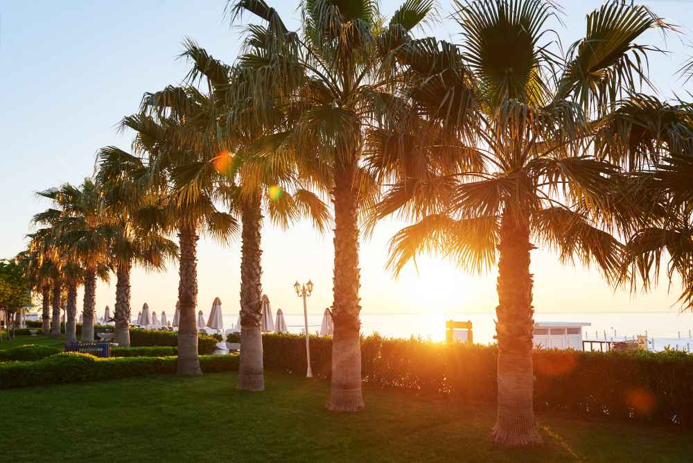 Dubai Travel Guide: Best Things to Do in Dubai 5 Palm Jumeira