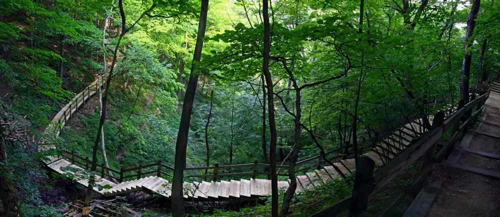 UNESCO World Heritage Laurisilva Forest